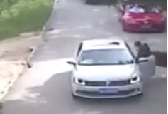 Clip sốc: Nữ du khách bị hổ vồ chết trong công viên hoang dã