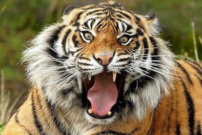 Chết sững cảnh ‘chúa sơn lâm’ kéo tuột người ra khỏi ô tô cắn chết