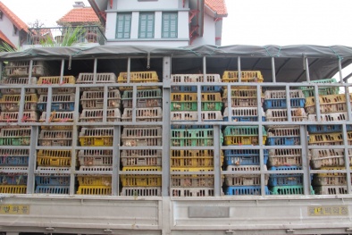 Quảng Ninh: Tụ điểm tập trung gà nhập lậu từ Trung Quốc