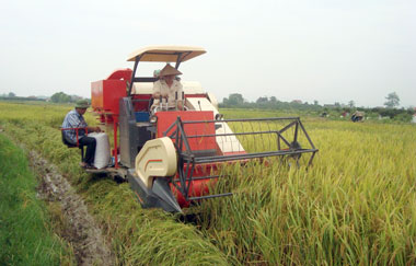 Cần Thơ: Sử dụng đồng bộ máy gặt đập liên hợp tăng năng suất lúa