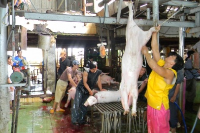 Con tem có làm nên miếng thịt sạch?