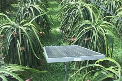 Công nghệ tưới nước bằng năng lượng mặt trời ở Bình Phước và Ninh Thuận