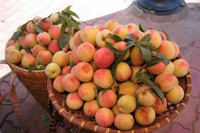 Mẹo phân biệt đào Việt Nam và đào Trung Quốc