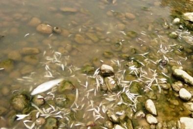 Thanh Hóa: Tôm, cá tự nhiên chết bất thường trên sông Âm