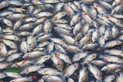 Xót xa nhìn hàng tấn cá chết trắng kết thành mảng trên mặt hồ ở Đà Nẵng