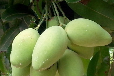 'Trình làng' nông sản thực phẩm an toàn Nam Bộ tại Thủ đô