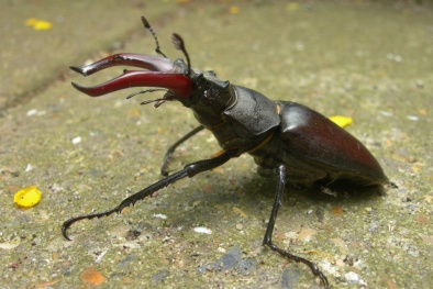 ‘Tận mục sở thị’ bộ sưu tập thú cưng siêu dị giá ‘cắt cổ’ của các đại gia