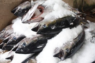 Tin an toàn thực phẩm hot nhất ngày 4/8: 8 tấn cá đông lạnh nhiễm kim loại cực độc