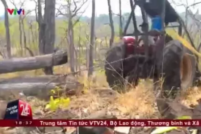 VTV lên tiếng về phóng sự điều tra phá rừng ở Đắk Lắk