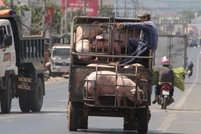 Trung Quốc lại gom heo, tạo ra vòng xoáy mới