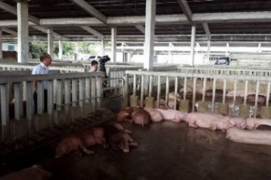 Giá thịt lợn ở phía Nam giảm mạnh do thương lái Trung Quốc ngừng mua