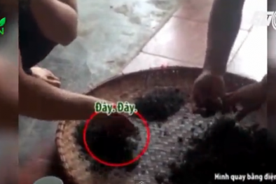 Rùng mình công nghệ trộn mì chính tạo độ ngọt cho chè búp Thái Nguyên