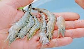 Áp thuế nhập khẩu 3% trứng Artemia: Bộ Tài chính 'trần tình' về việc 'làm khó con tôm'