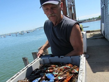 Tôm hùm xanh 'quý hiếm' sa lưới ngư dân Mỹ