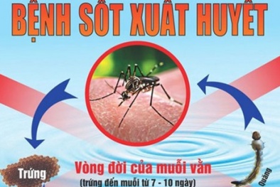 TP.HCM có thêm 1 nạn nhân tử vong vì sốt xuất huyết ở Hóc Môn