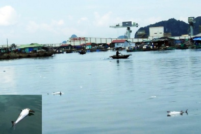 Cá chết nhiều ở vịnh Bái Tử Long do vi rút gây hoại tử thần kinh