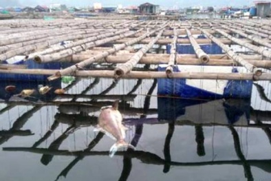 Cá giò chết nhiều một cách lạ thường tại vịnh Bái Tử Long