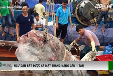 Ngư dân Nghệ An bắt được cá mặt trăng nặng gần 1 tấn