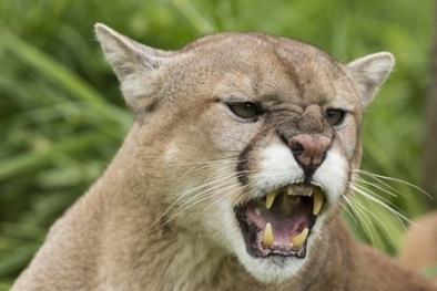 Người phụ nữ lao theo sư tử núi giải cứu con gái 4 tuổi