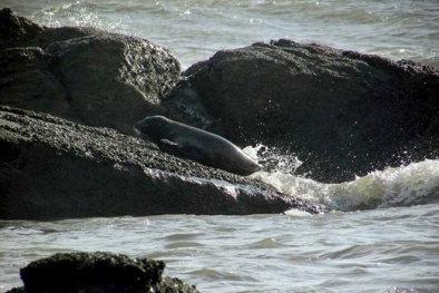 Xôn xao sự xuất hiện liên tục của hải cẩu quý hiếm ở vùng biển miền Trung