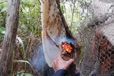 Sự thật về mật ong U Minh Hạ pha đường