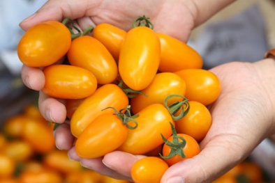 Kinh ngạc vườn cà chua siêu ngọt được trồng từ sữa và trứng gà ở Lâm Đồng