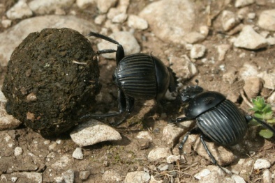 Bào chế thuốc tráng dương từ bọ hung: Coi chừng thêm bệnh