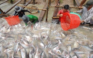 Thương lái Trung Quốc giảm mua, giá cá tra giảm mạnh