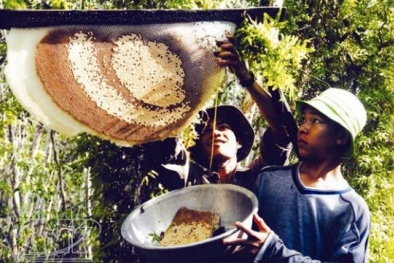 Cách dễ dàng phân biệt mật ong rừng, mật ong nuôi và mật ong pha trộn nước đường