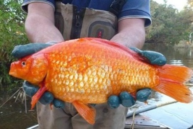 Lạ kỳ cá vàng to bằng quả bóng đá