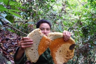 Mật ong rừng: Mua bao nhiêu cũng có, giá bao nhiêu cũng bán