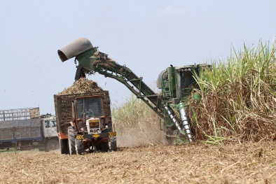 Nông dân “chết”, nhà máy mía đường cũng đóng cửa
