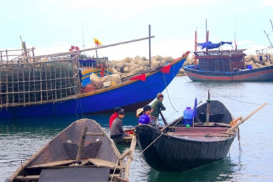 Thành lập 6 tổ giám sát kê khai thiệt hại sau vụ cá chết ở Hà Tĩnh 