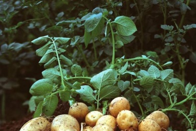 Nông dân vui mừng tìm ra cách nâng cao năng suất trồng khoai tây