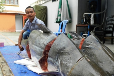 Cặp cá tra gần 400kg từ Lào về Việt Nam