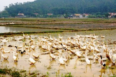 Dịch cúm H5N1 tái xuất tại Nghệ An