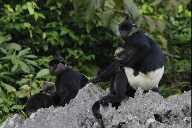 Phát hiện quần thể voọc mông trắng sắp tuyệt chủng ở Việt Nam