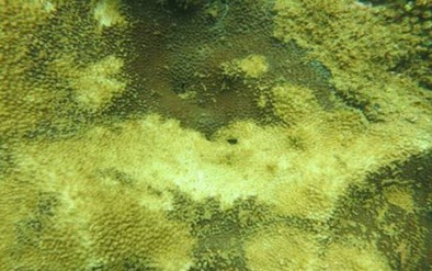 Sẽ làm sạch biển bằng công nghệ Nhật Bản?