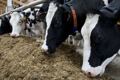 EU cho phép bán nhiều loại thực phẩm biến đổi gen ra thị trường