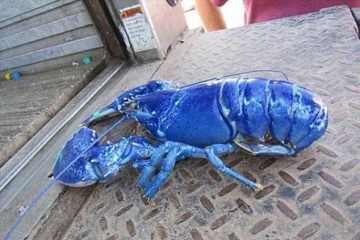 Anh: Một ngư dân bắt được tôm hùm xanh 'siêu' quý hiếm