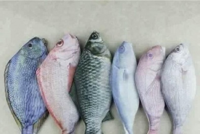 Cơn sốt từ túi đựng bút hình cá xuất xứ Trung Quốc