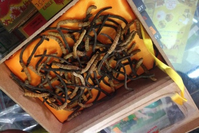 Sài Gòn: Đông trùng hạ thảo giá 40 triệu/ kg