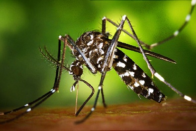 Tìm ra vắc xin chống virus Zika