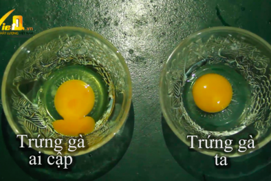 Lộn xộn trứng gà Ai Cập gắn mác trứng gà ta
