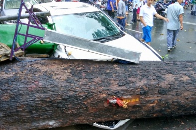 TP. Hồ Chí Minh: Cây cổ thụ đổ ngang đường, 1 người tử vong