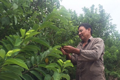 Tự tạo cơ hội: Ép mãng cầu ra trái theo ý muốn