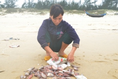 Lùi thời hạn bồi thường thiệt hại sự cố môi trường biển tại 4 tỉnh miền Trung