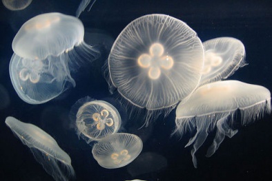 Ăn sứa chữa ho, hen suyễn và chân phù nề