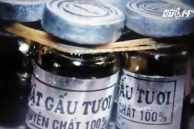 Rước họa vì ăn 'thần dược' mật động vật