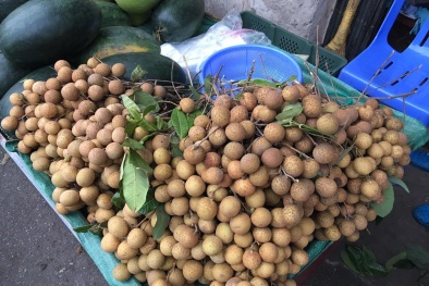 Sự thật loại 'nhãn khổng lồ', vỏ vàng bóng khắp chợ Hà Nội